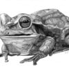 Meghna created an amazing pencil drawing using quality graphite to render this awesome drawing of a frog at Oam Studios Art Academy in Pleasanton CA.