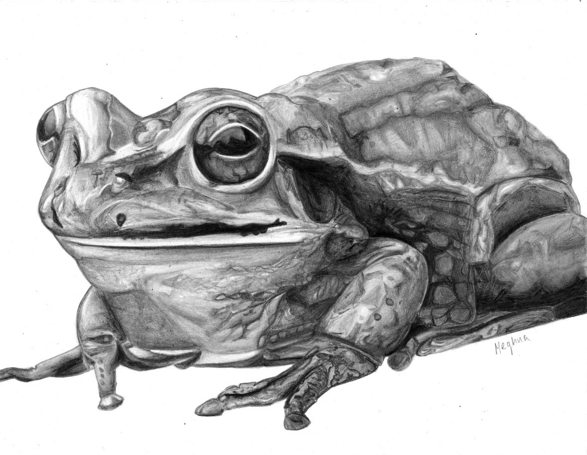Meghna created an amazing pencil drawing using quality graphite to render this awesome drawing of a frog at Oam Studios Art Academy in Pleasanton CA.