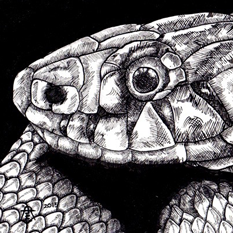 snake-hatching - Oam Studios Art Academy